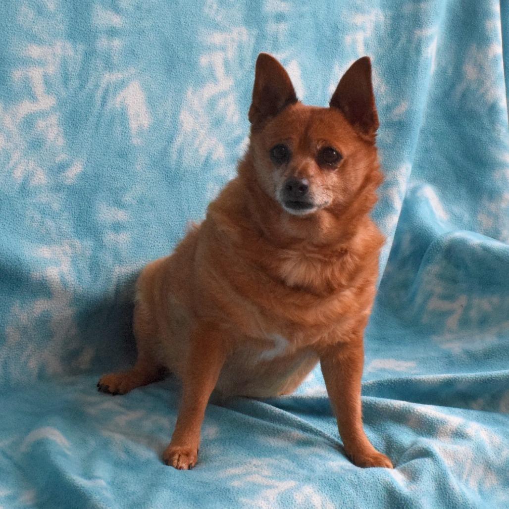 Enlarge Carly, a Adoptable mixed breed in Eureka, CA image 4/4