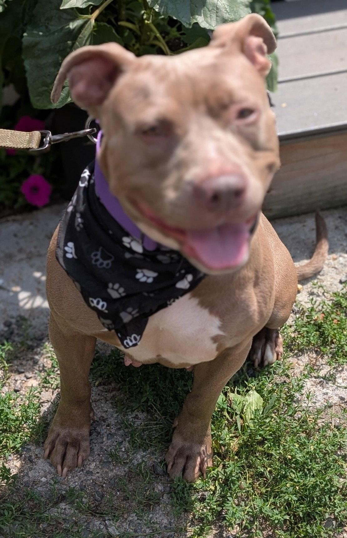 Enlarge Ann, a Adoptable Pit Bull Terrier in Hillsboro, NH image 1/3