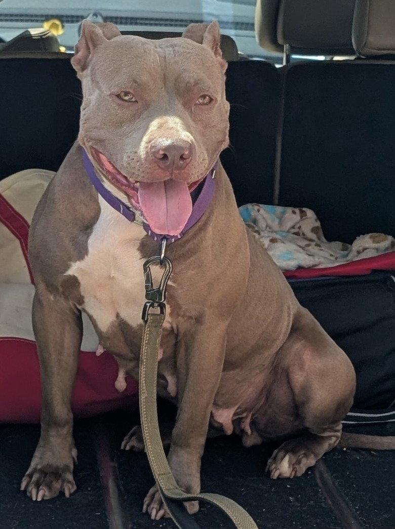 Enlarge Ann, a Adoptable Pit Bull Terrier in Hillsboro, NH image 2/3