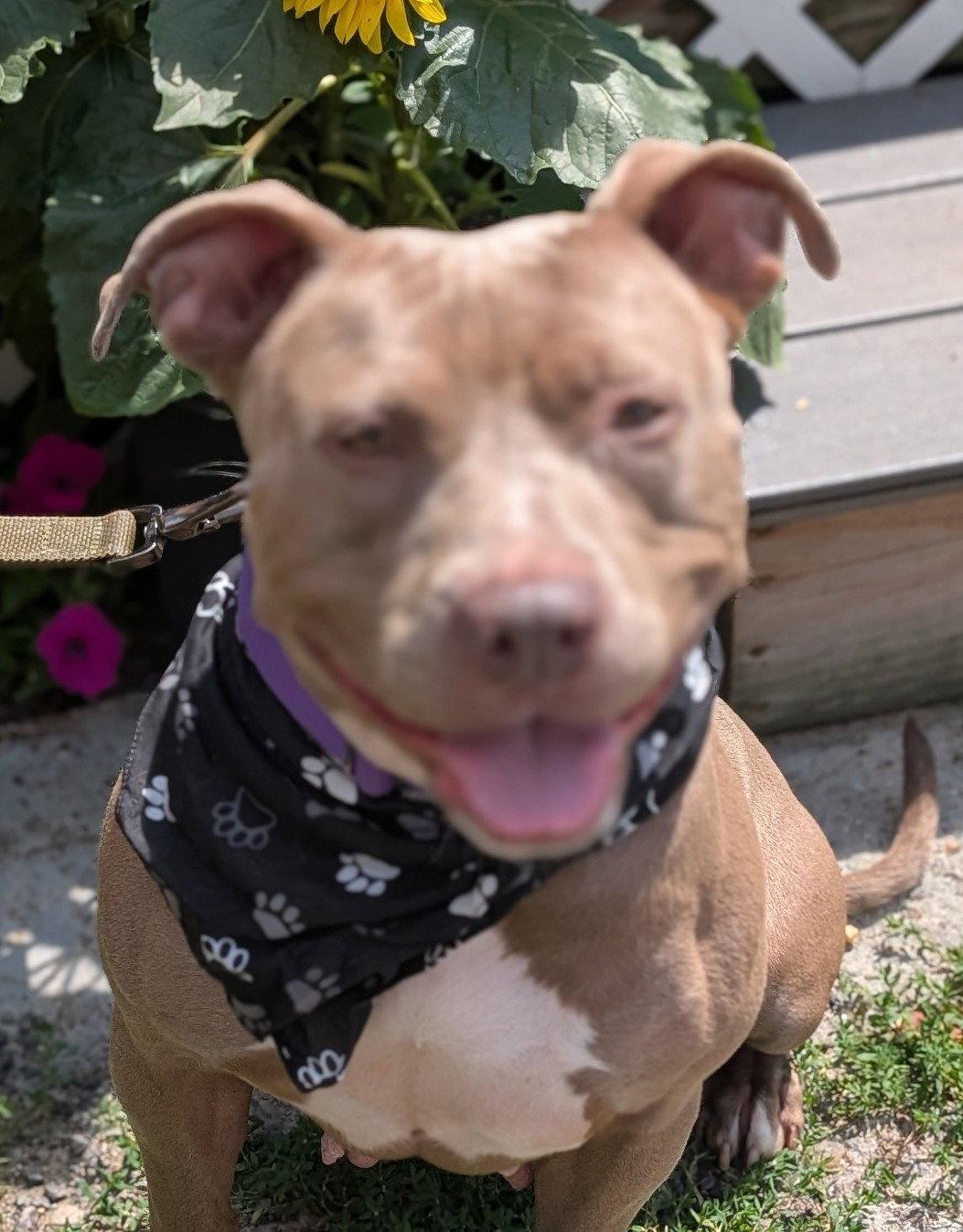 Enlarge Ann, a Adoptable Pit Bull Terrier in Hillsboro, NH image 3/3