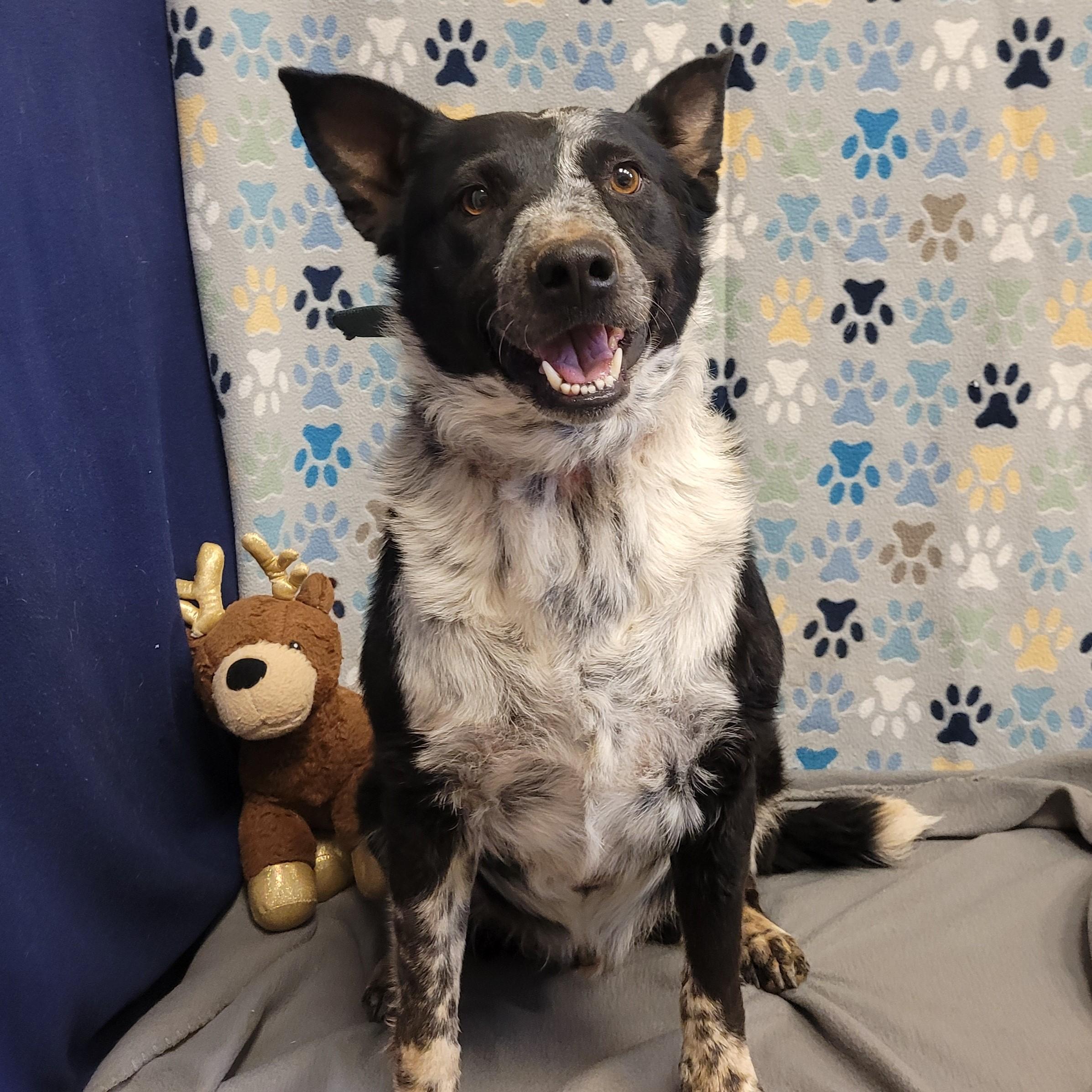 Enlarge Dark Moon, a ADOPTABLE mixed breed in ALPINE, TX image 4/5
