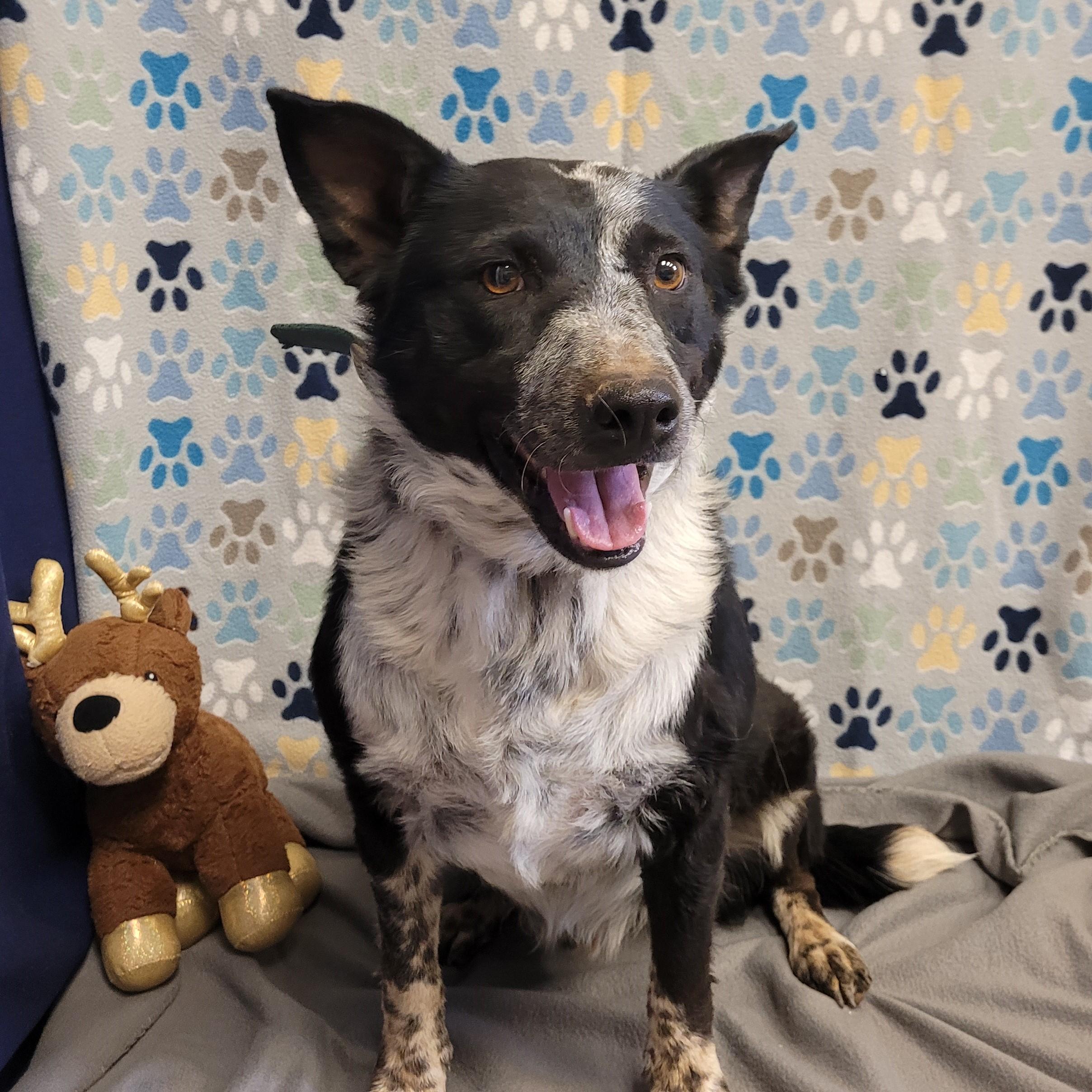 Enlarge Dark Moon, a ADOPTABLE mixed breed in ALPINE, TX image 3/5