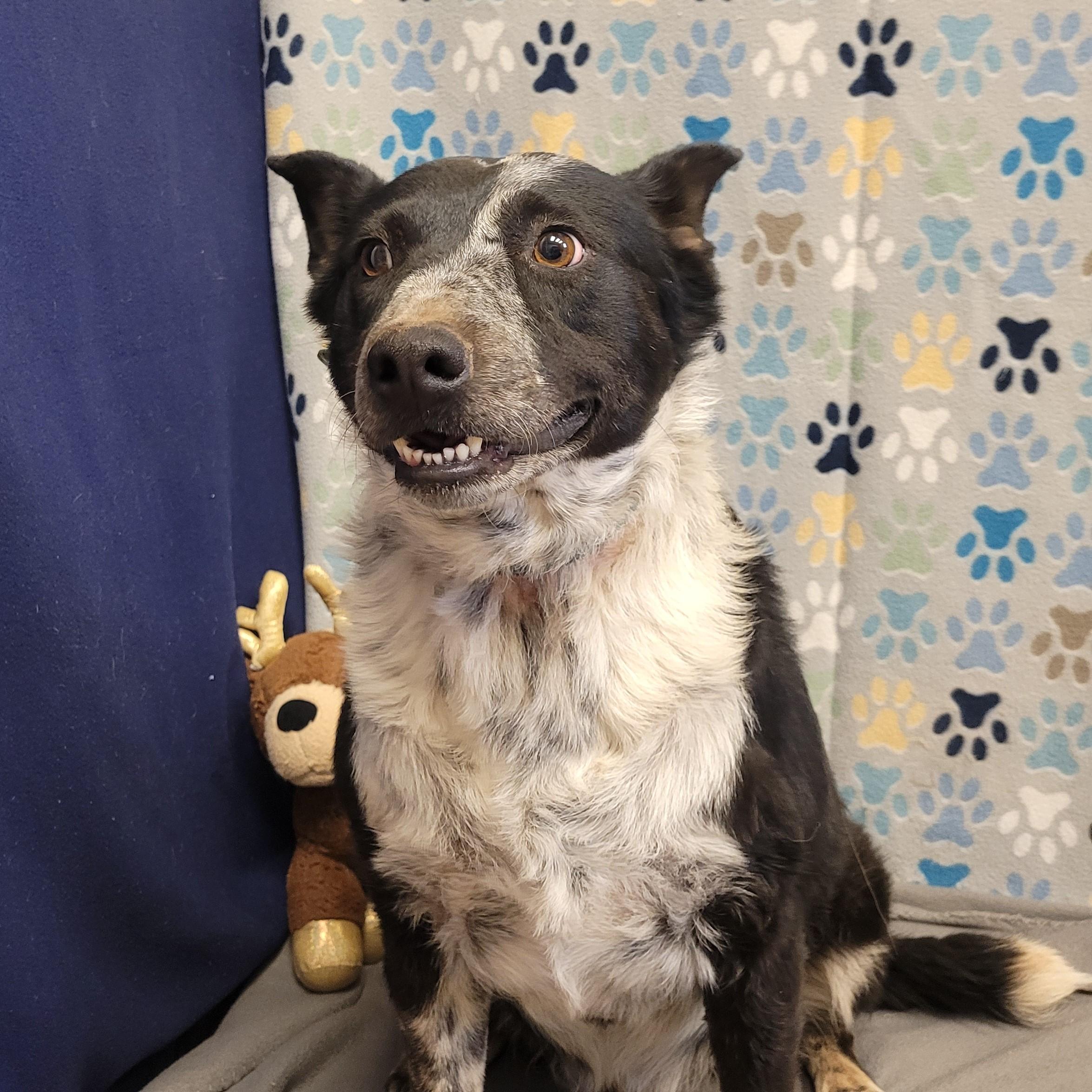 Enlarge Dark Moon, a ADOPTABLE mixed breed in ALPINE, TX image 5/5