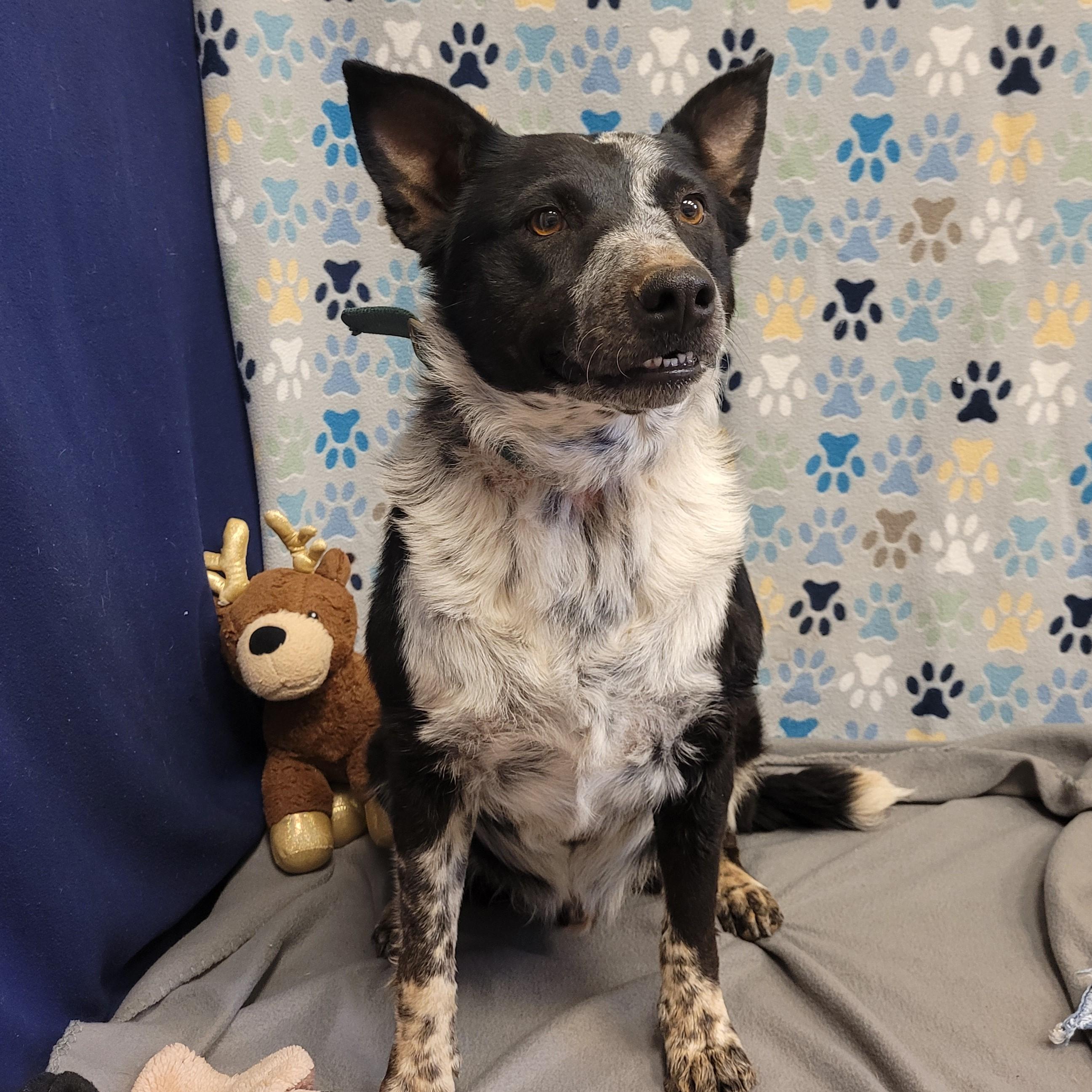 Dark Moon, ADOPTABLE, Adult Male Australian Cattle Dog / Blue Heeler & Border Collie.