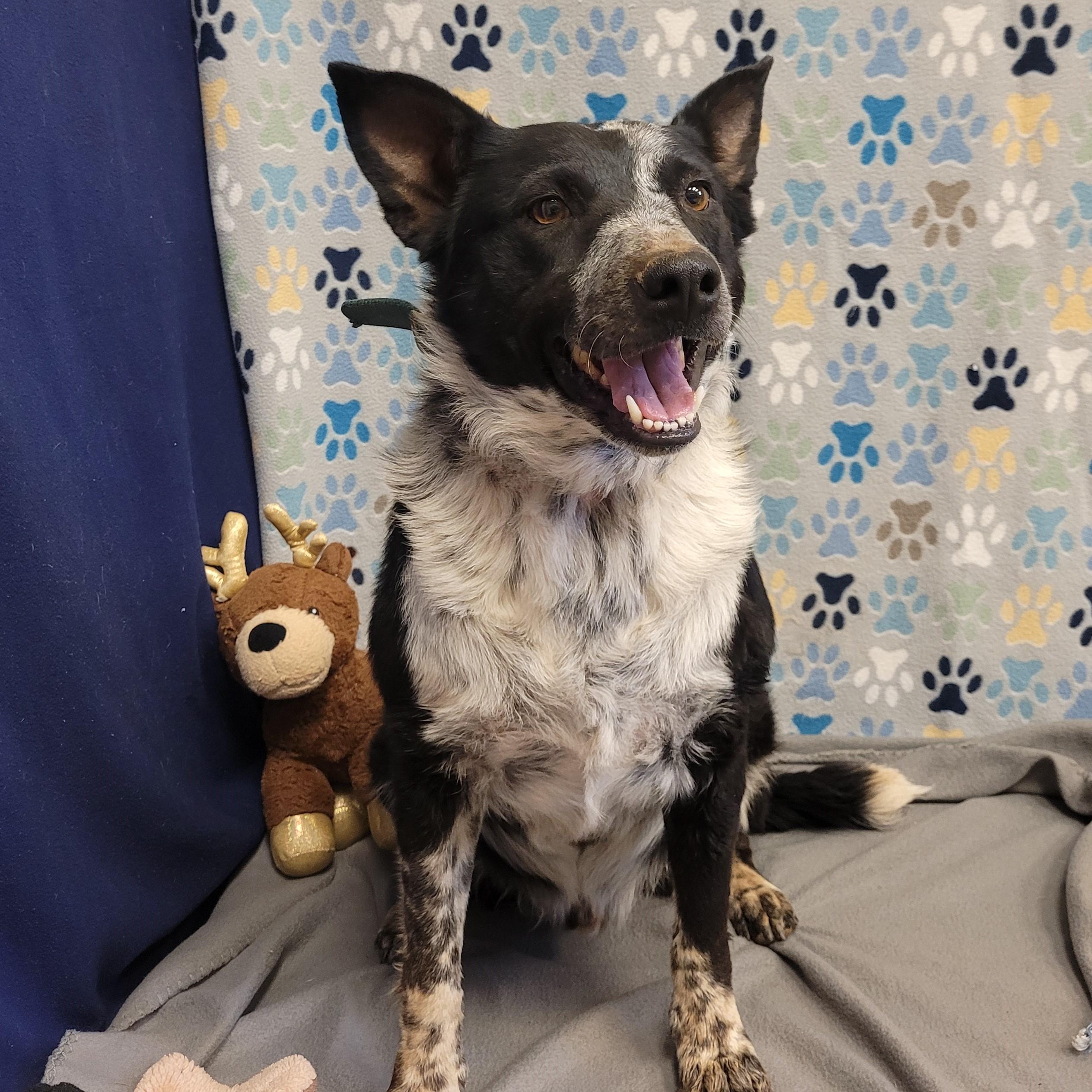 Enlarge Dark Moon, a ADOPTABLE mixed breed in ALPINE, TX image 2/5