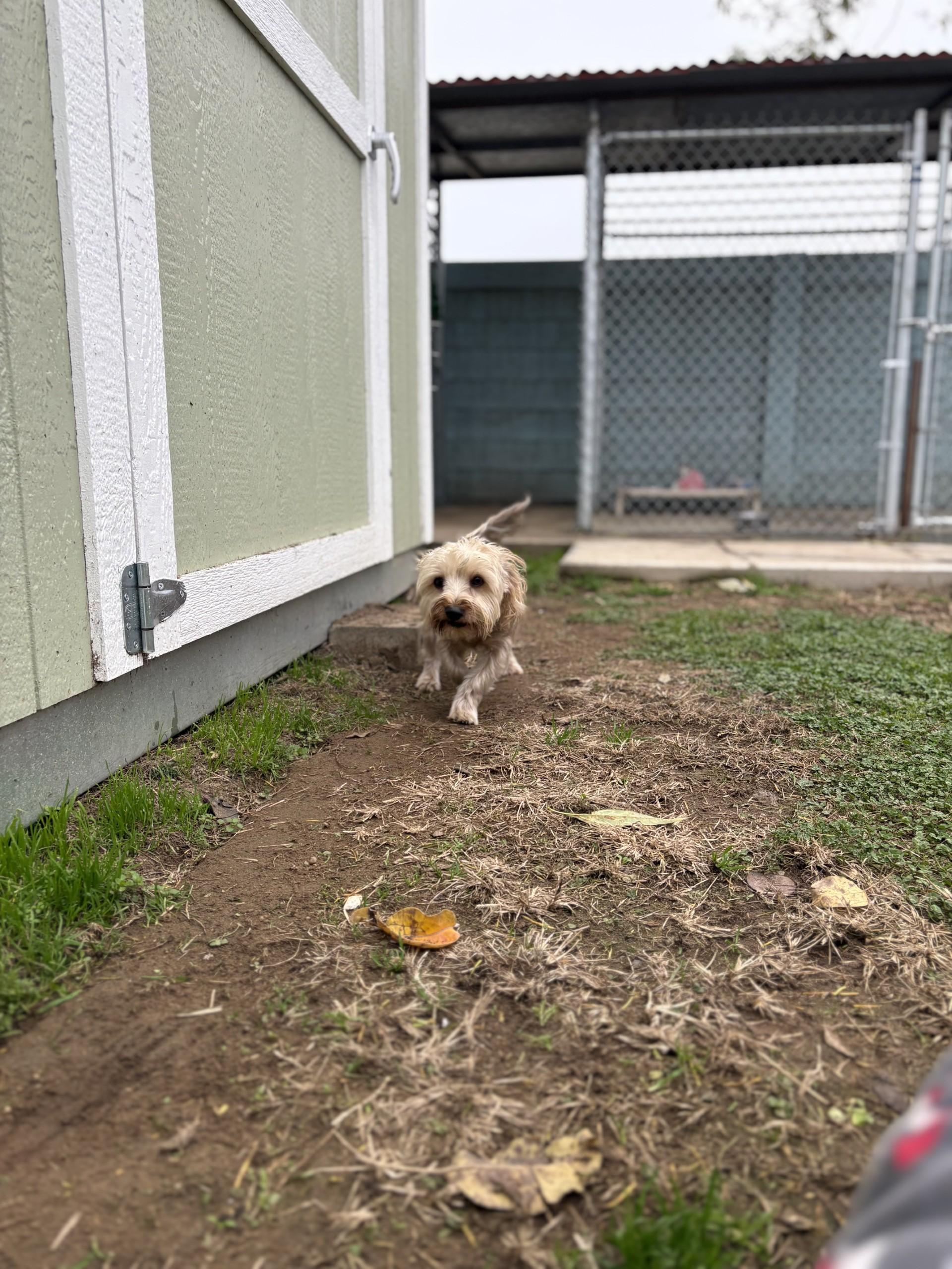 Enlarge TEDDY  , a ADOPTABLE Yorkie Poo in Fresno, CA image 4/5