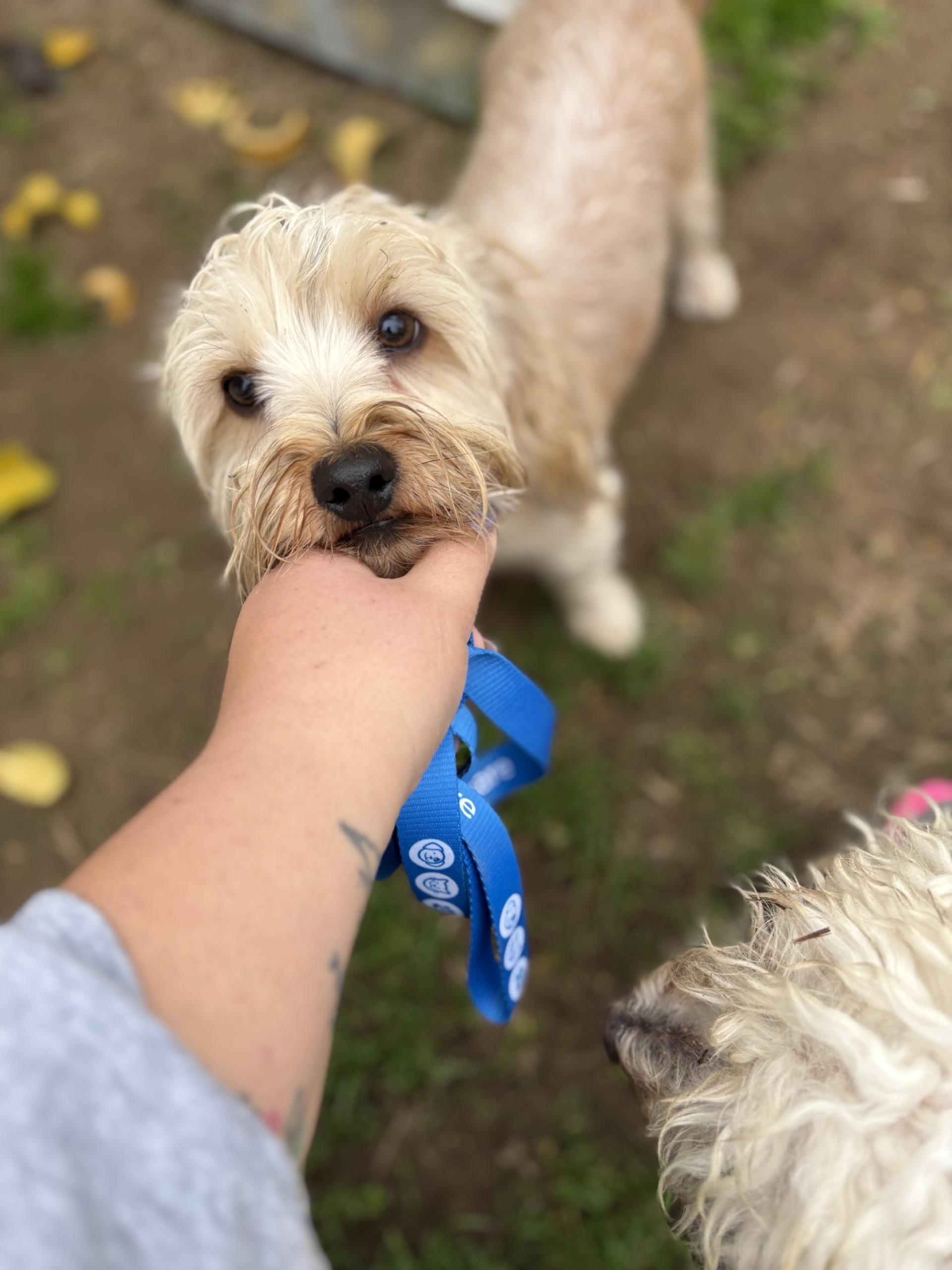 Enlarge TEDDY  , a ADOPTABLE Yorkie Poo in Fresno, CA image 3/5