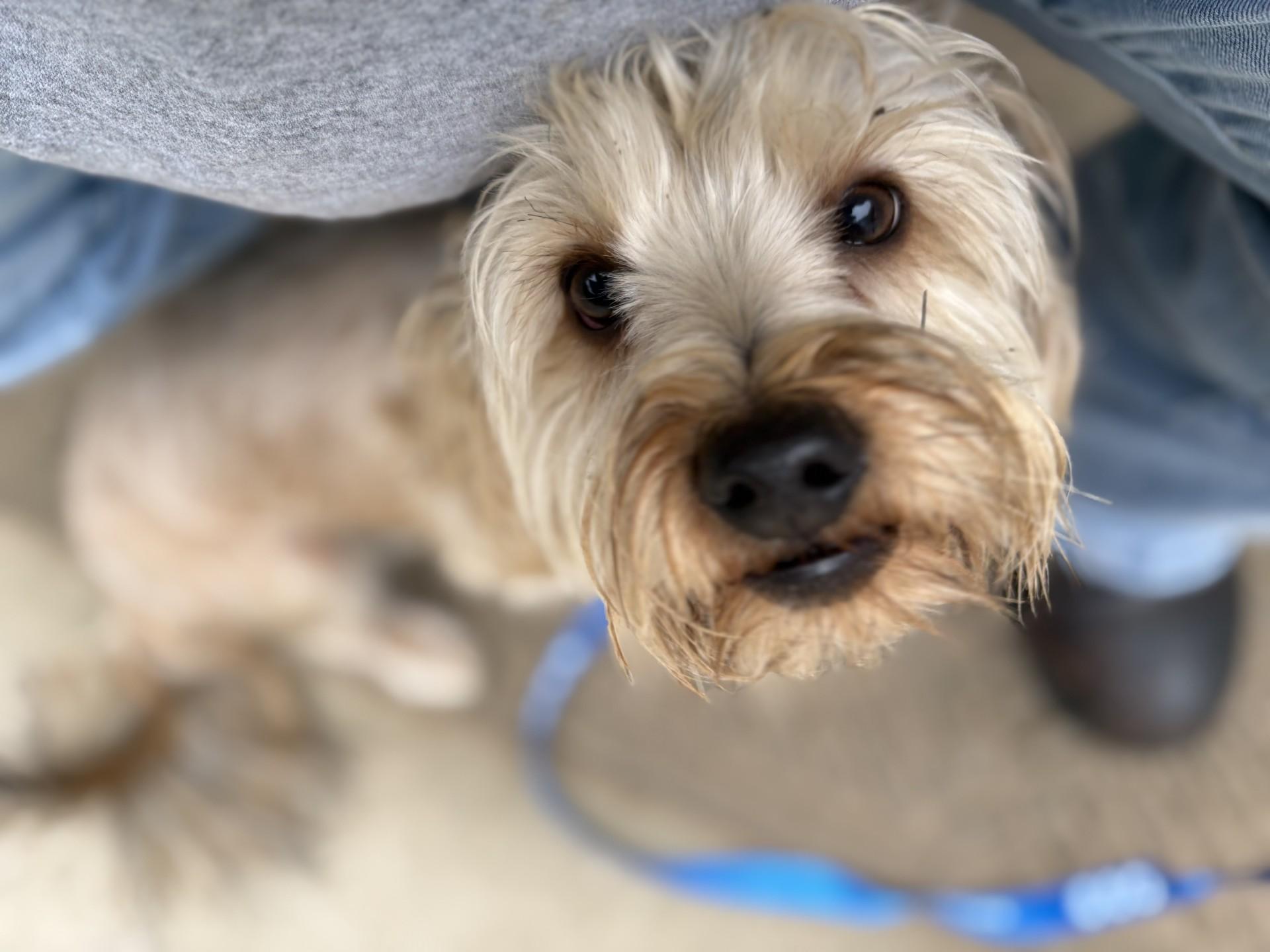 Enlarge TEDDY  , a ADOPTABLE Yorkie Poo in Fresno, CA image 1/5