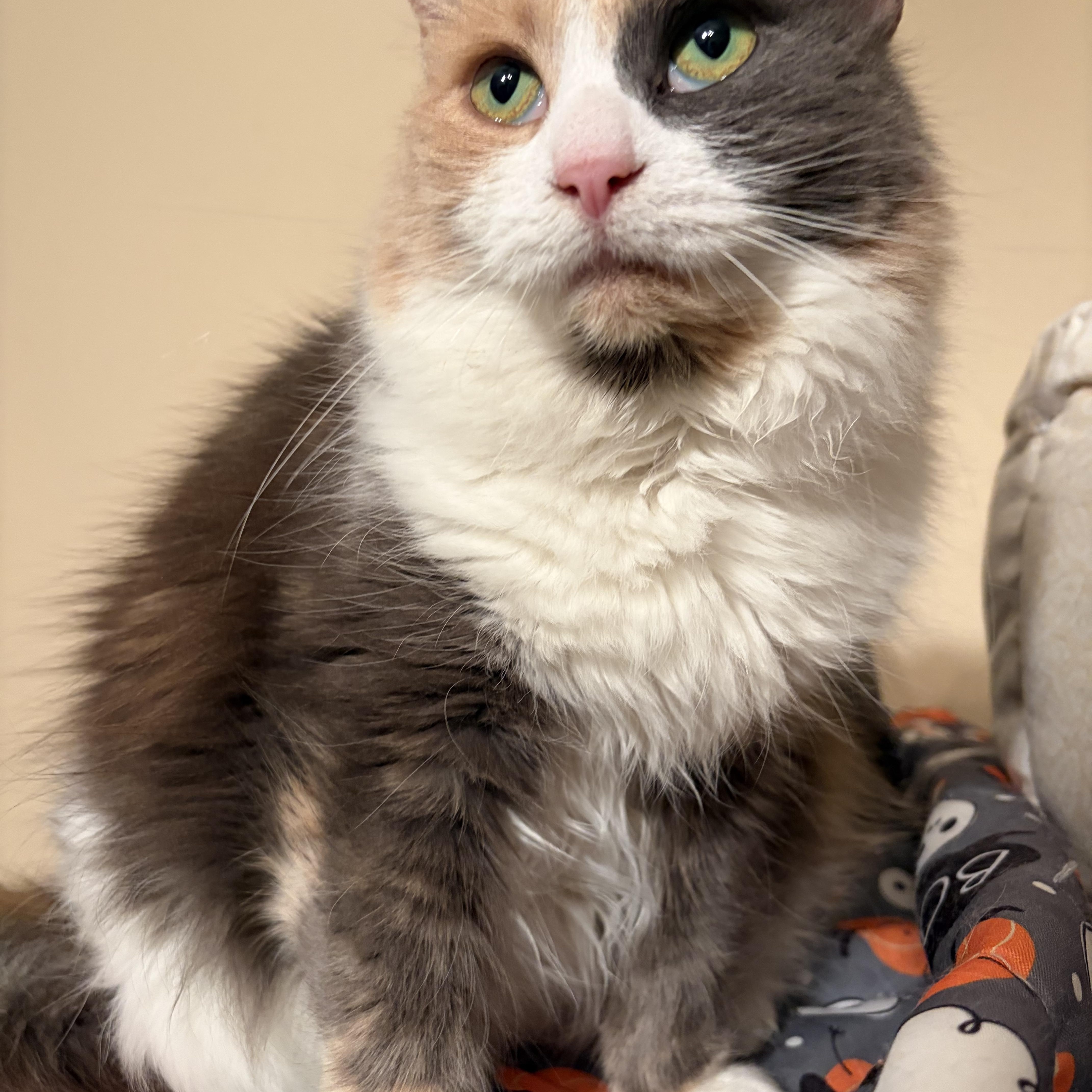 Enlarge Doris, an adopted Calico in Vacaville, CA image 2/3
