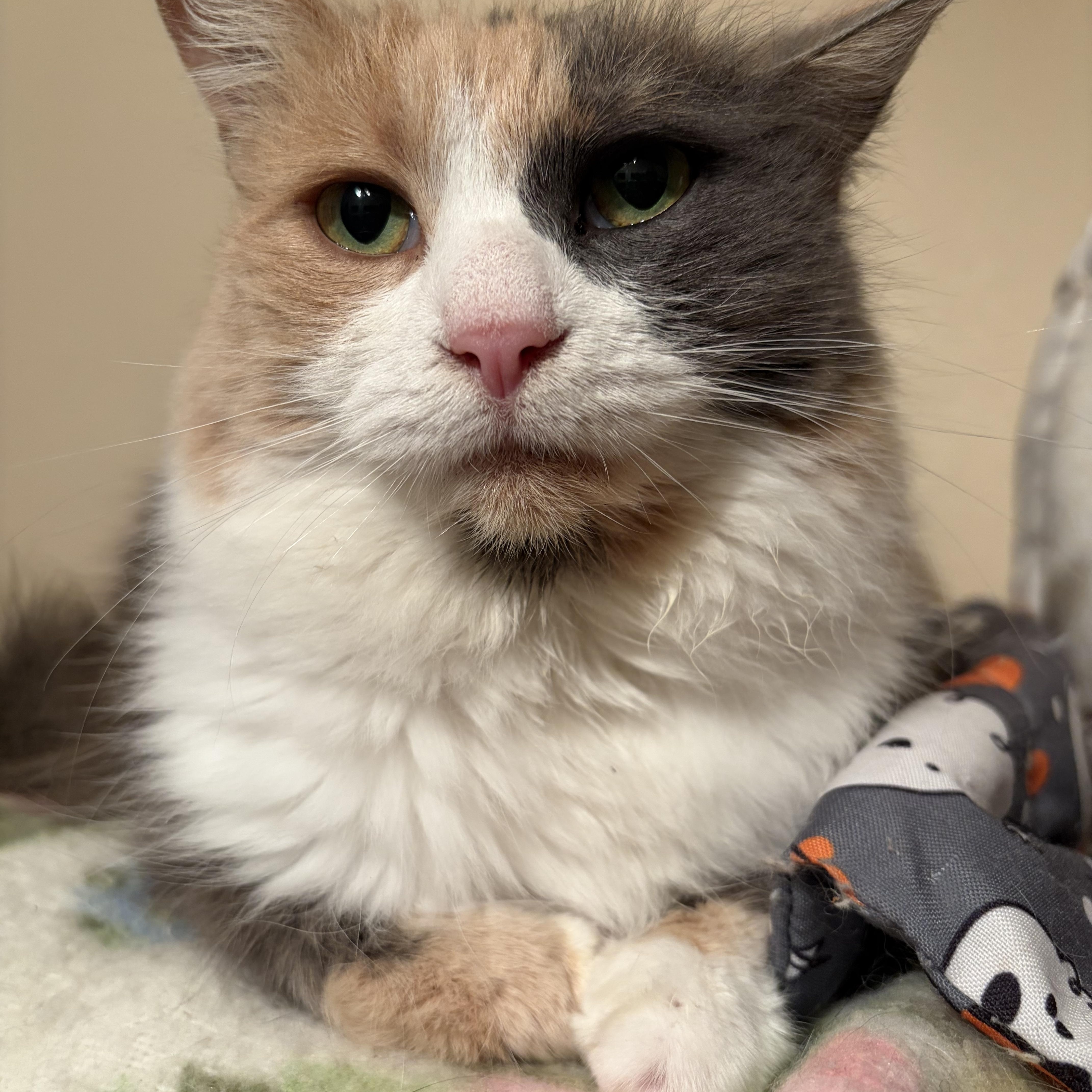 Enlarge Doris, an adopted Calico in Vacaville, CA image 1/3