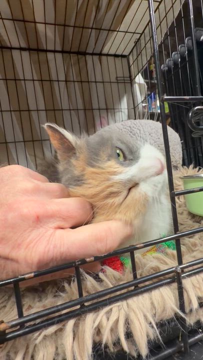 Enlarge Doris, an adopted Calico in Vacaville, CA video 3/3