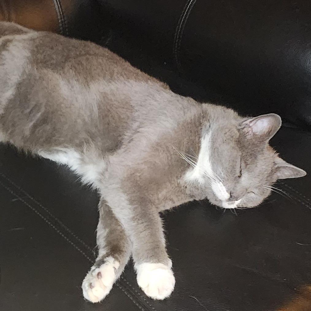 Lucky @PAWZ pet cafe, Adoptable, Young Female Russian Blue & Domestic Short Hair.