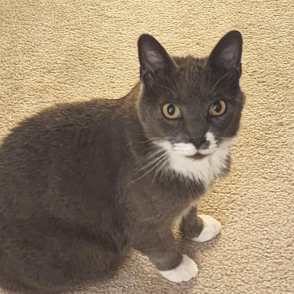 Enlarge Lucky @PAWZ pet cafe, a Adoptable mixed breed in Carmel, IN image 2/6