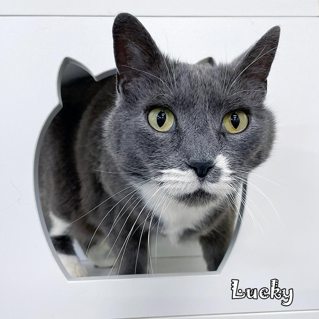 Enlarge Lucky @PAWZ pet cafe, a Adoptable mixed breed in Carmel, IN image 3/6