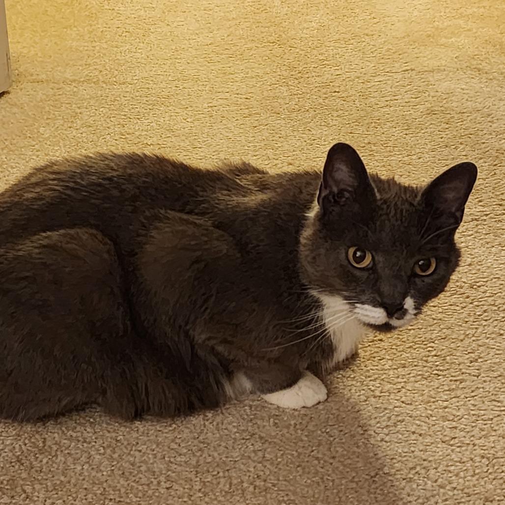 Enlarge Lucky @PAWZ pet cafe, a Adoptable mixed breed in Carmel, IN image 4/6