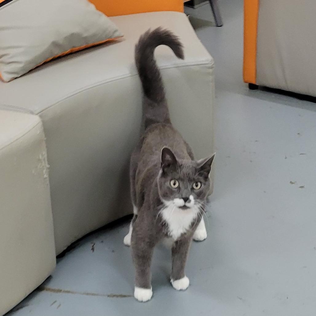 Enlarge Lucky @PAWZ pet cafe, a Adoptable mixed breed in Carmel, IN image 5/6