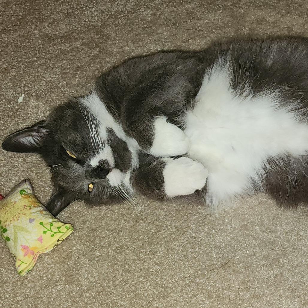 Enlarge Lucky @PAWZ pet cafe, a Adoptable mixed breed in Carmel, IN image 6/6