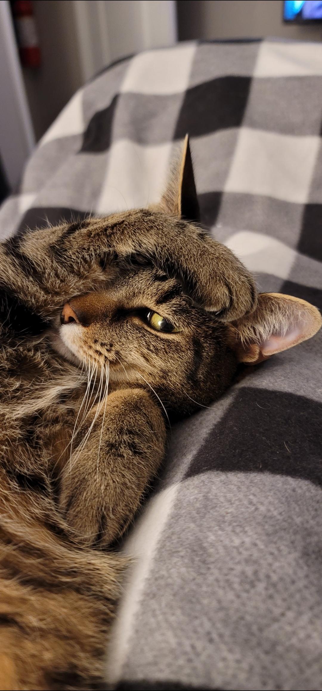 Gypsy - COURTESY POST, Adoptable, Senior Female Tabby.