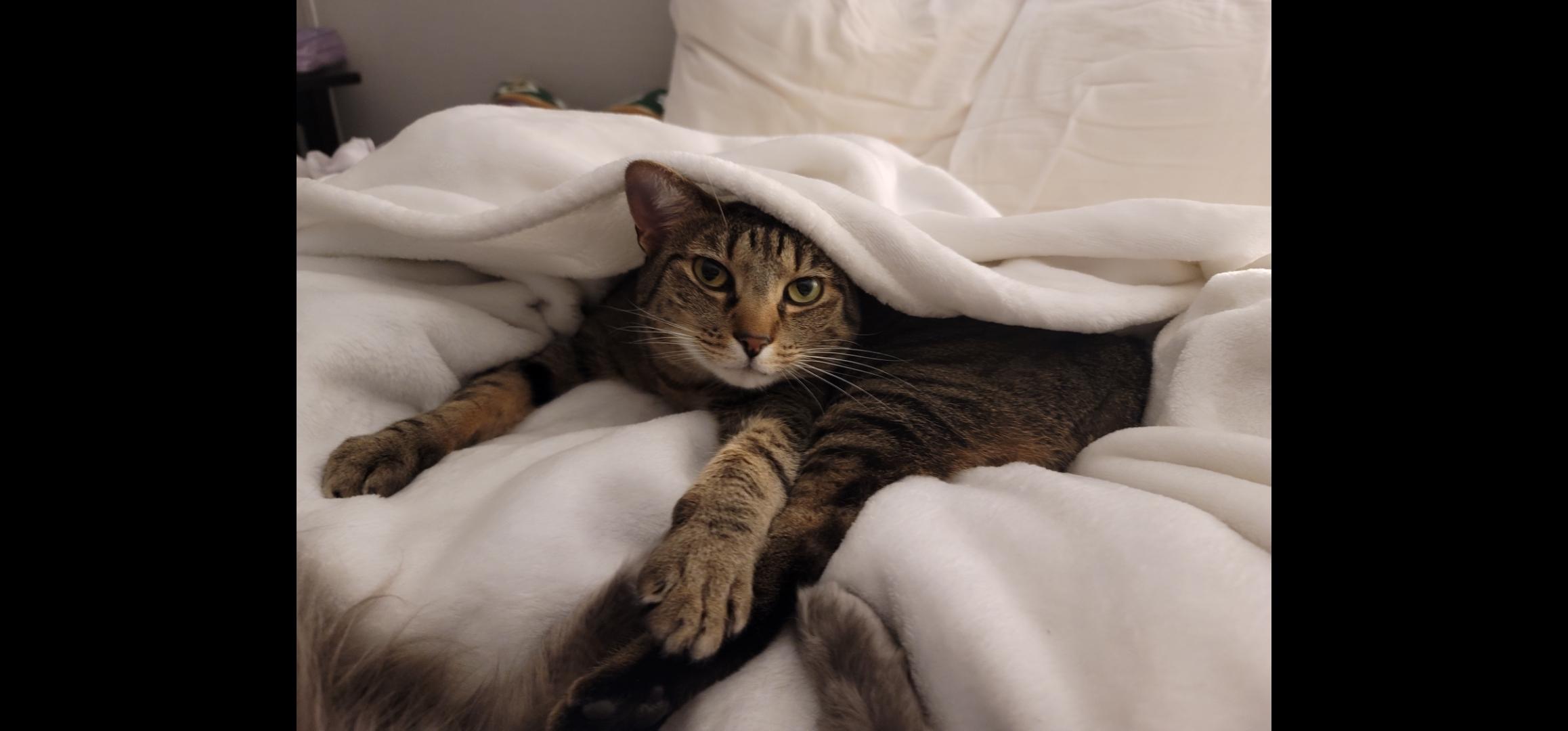 Gypsy - COURTESY POST, Adoptable, Senior Female Tabby.