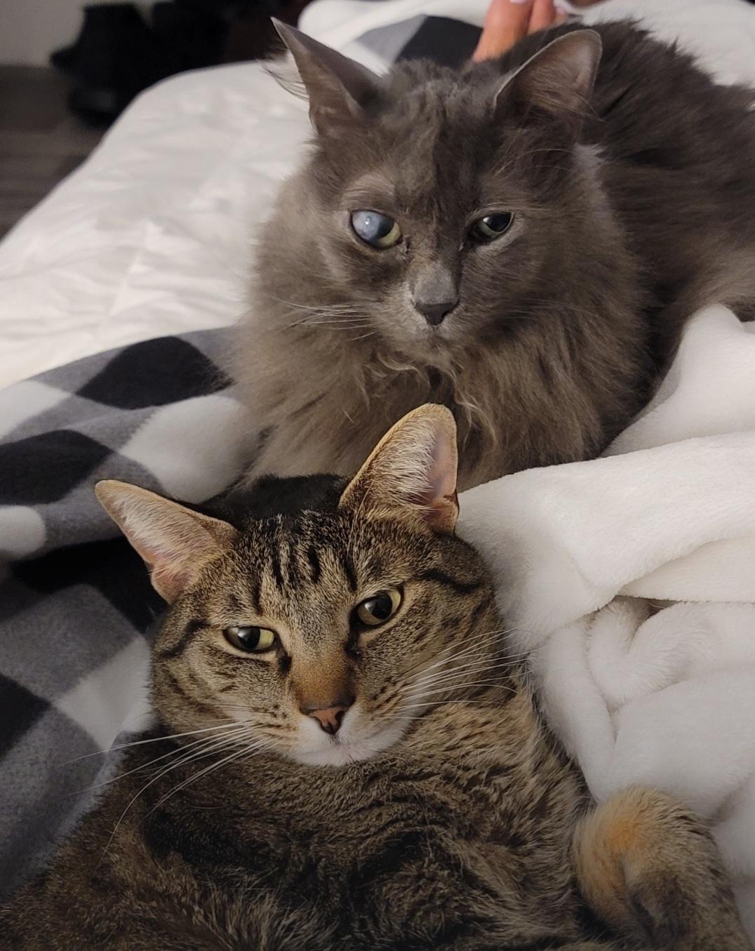 Enlarge Gypsy - COURTESY POST, a Adoptable Tabby in Clawson, MI image 3/3