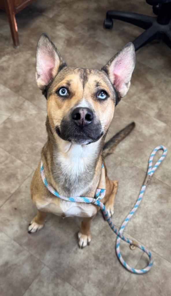 Enlarge Sadie (Sweet Potata), a Adoptable mixed breed in Springfield, OH image 1/1