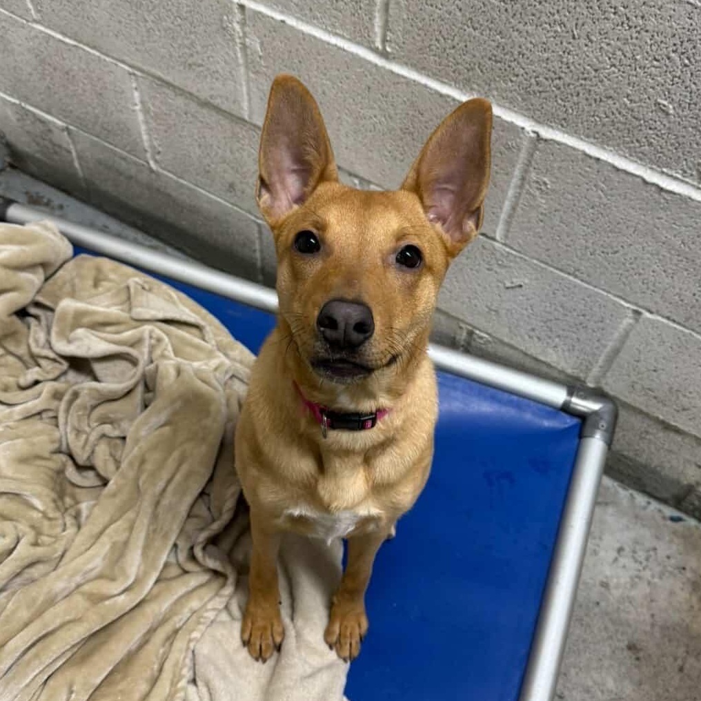 Pumpkin, a Adoptable Mixed Breed in Beacon, NY image 1/6