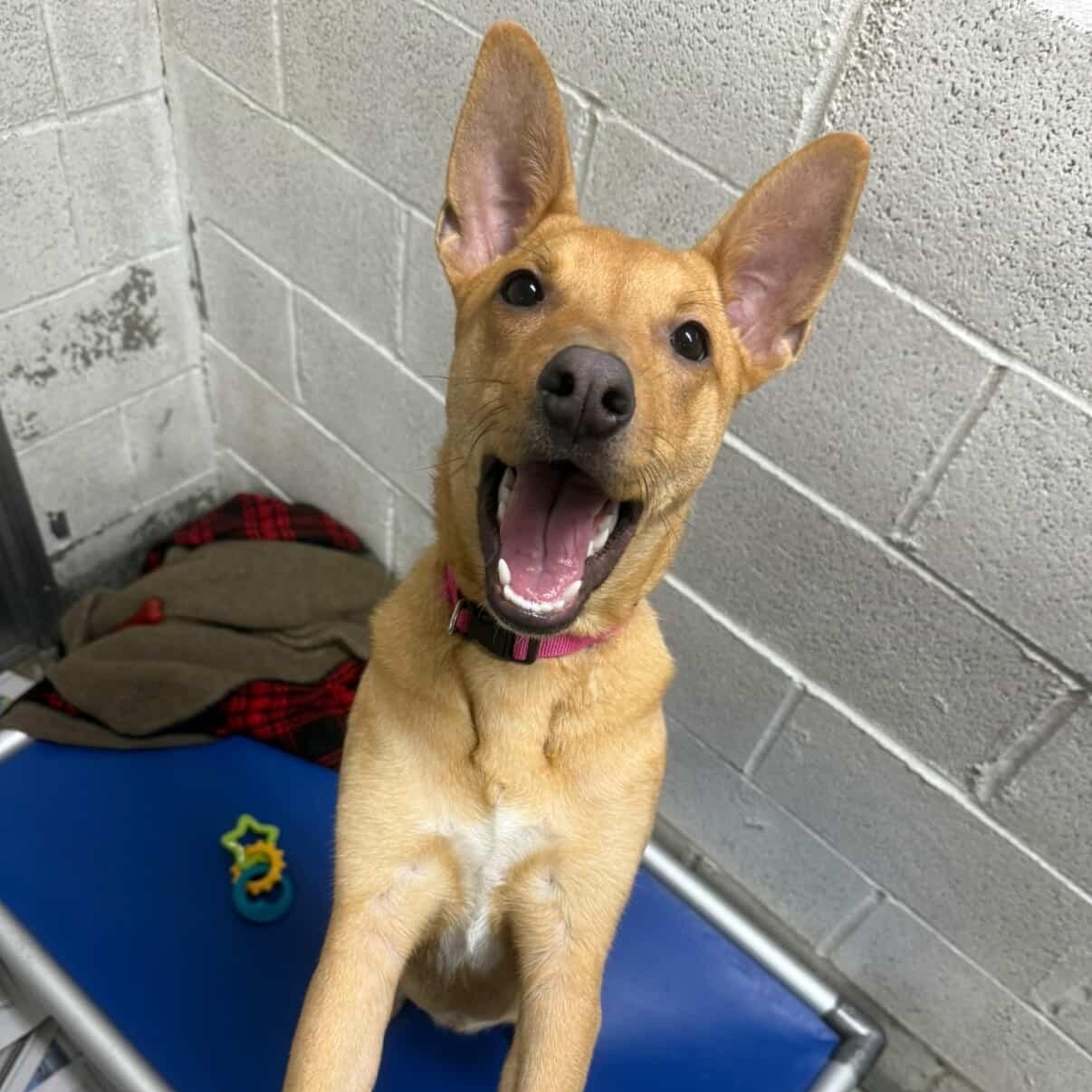 Pumpkin, a Adoptable Mixed Breed in Beacon, NY image 4/6