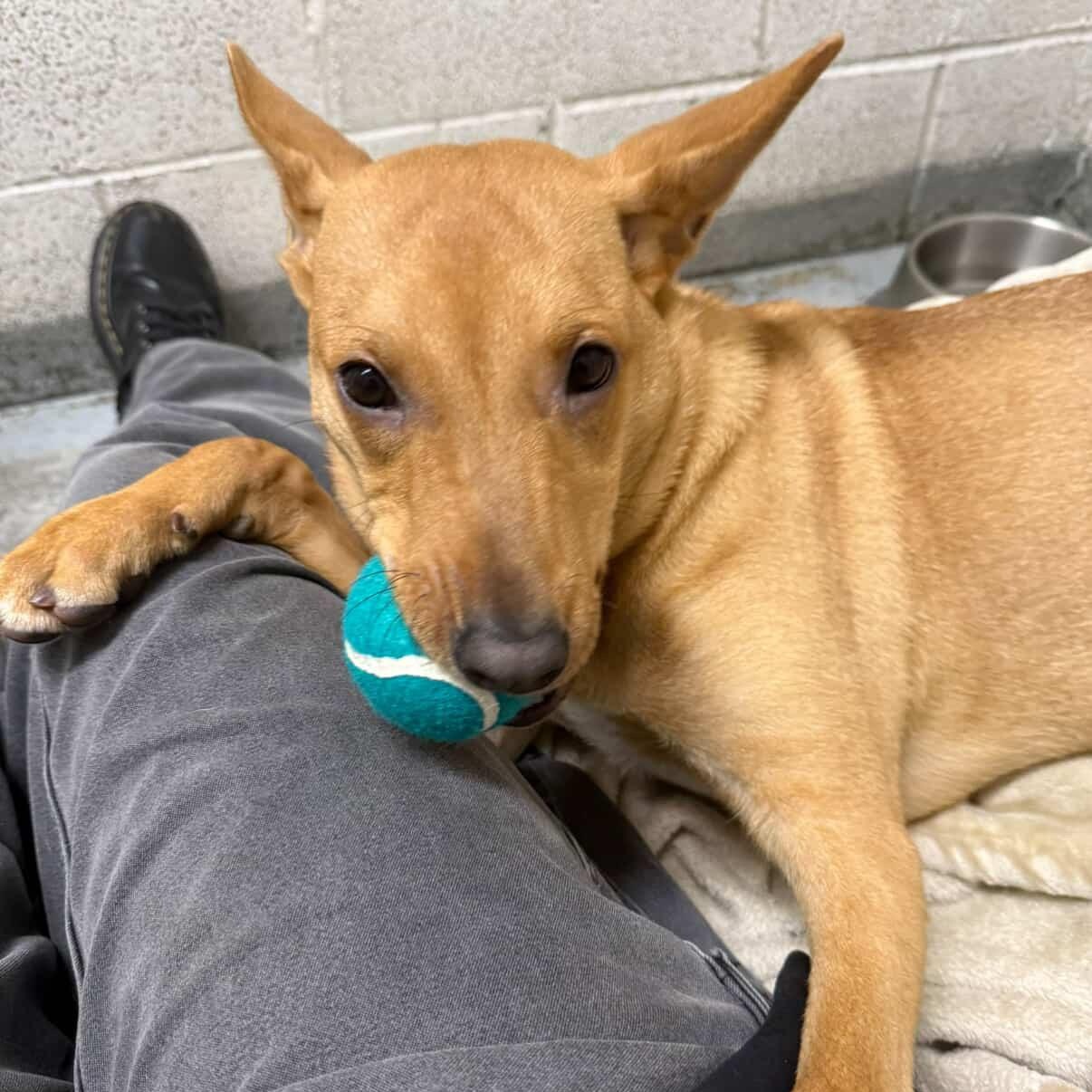 Pumpkin, a Adoptable Mixed Breed in Beacon, NY image 3/6