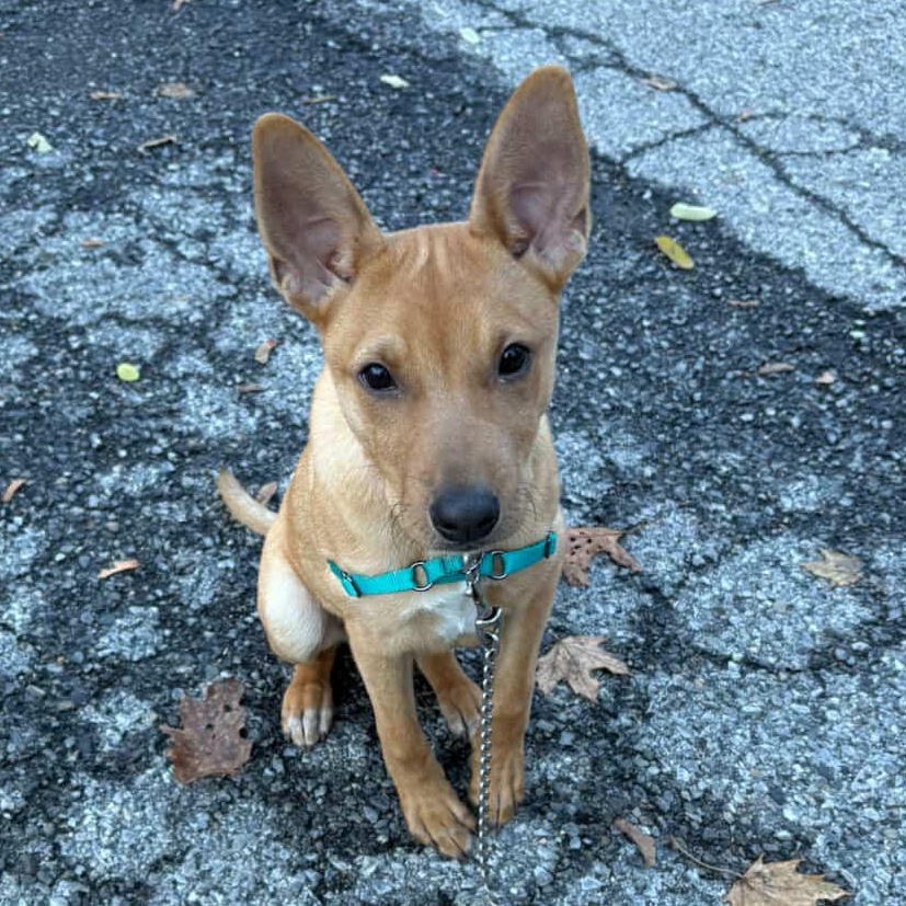 Pumpkin, a Adoptable Mixed Breed in Beacon, NY image 5/6