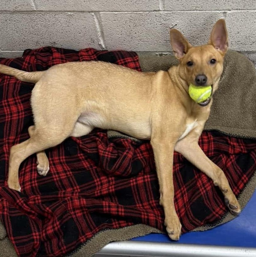 Pumpkin, a Adoptable Mixed Breed in Beacon, NY image 6/6