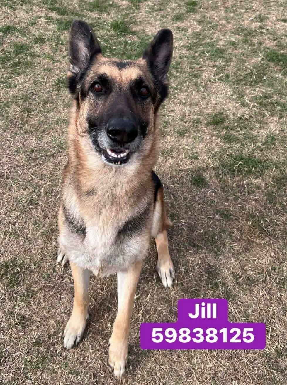 Enlarge Jill ( I’m lovable ), an adopted German Shepherd Dog in WINCHESTER, VA image 1/6