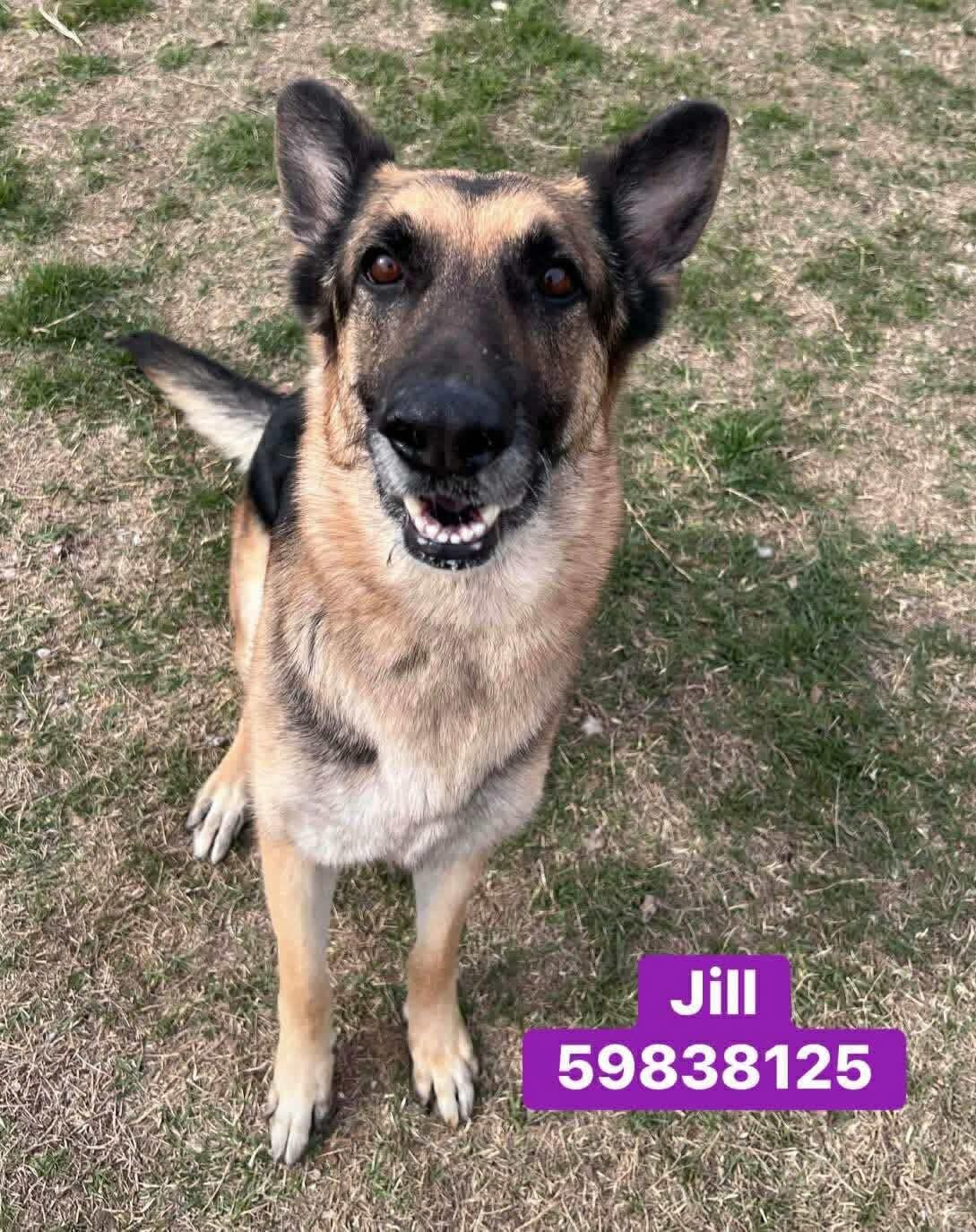 Enlarge Jill ( I’m lovable ), an adopted German Shepherd Dog in WINCHESTER, VA image 4/6