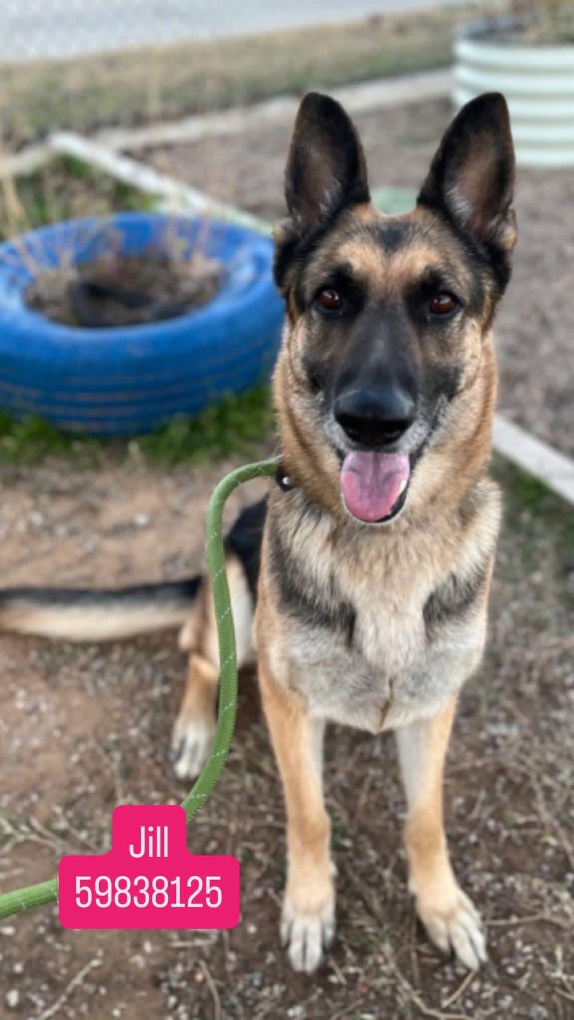 Enlarge Jill ( I’m lovable ), an adopted German Shepherd Dog in WINCHESTER, VA image 3/6