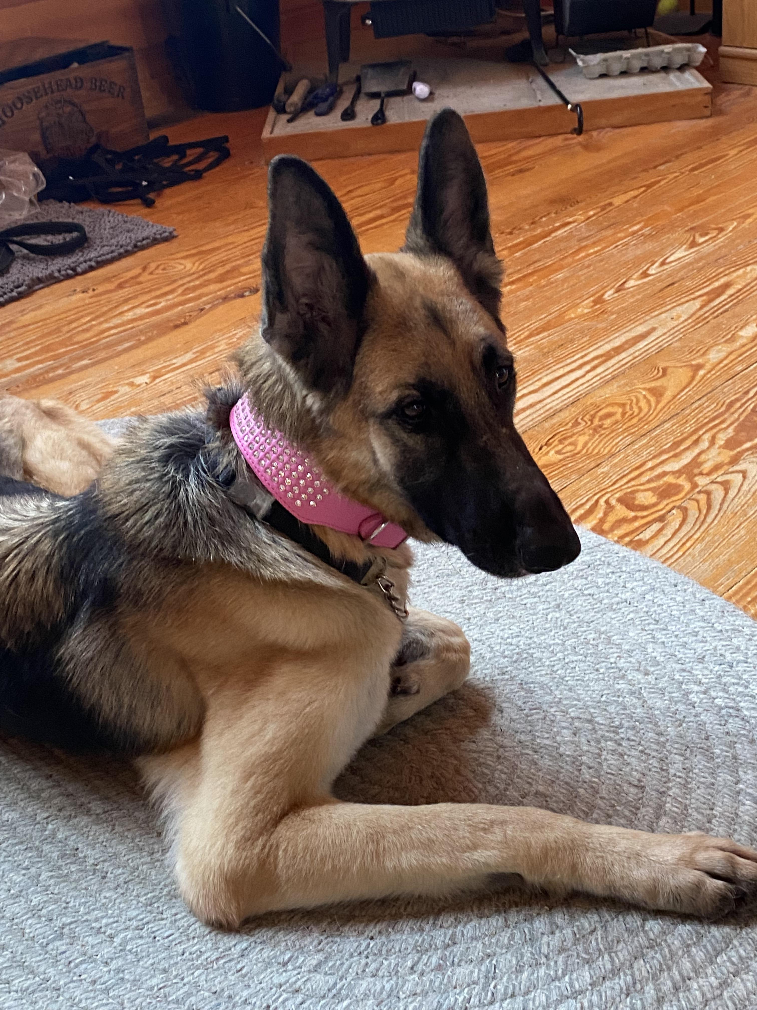 Enlarge Jill ( I’m lovable ), an adopted German Shepherd Dog in WINCHESTER, VA image 5/6