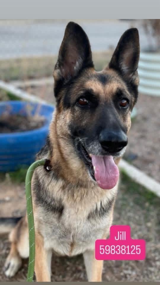 Enlarge Jill ( I’m lovable ), an adopted German Shepherd Dog in WINCHESTER, VA image 2/6