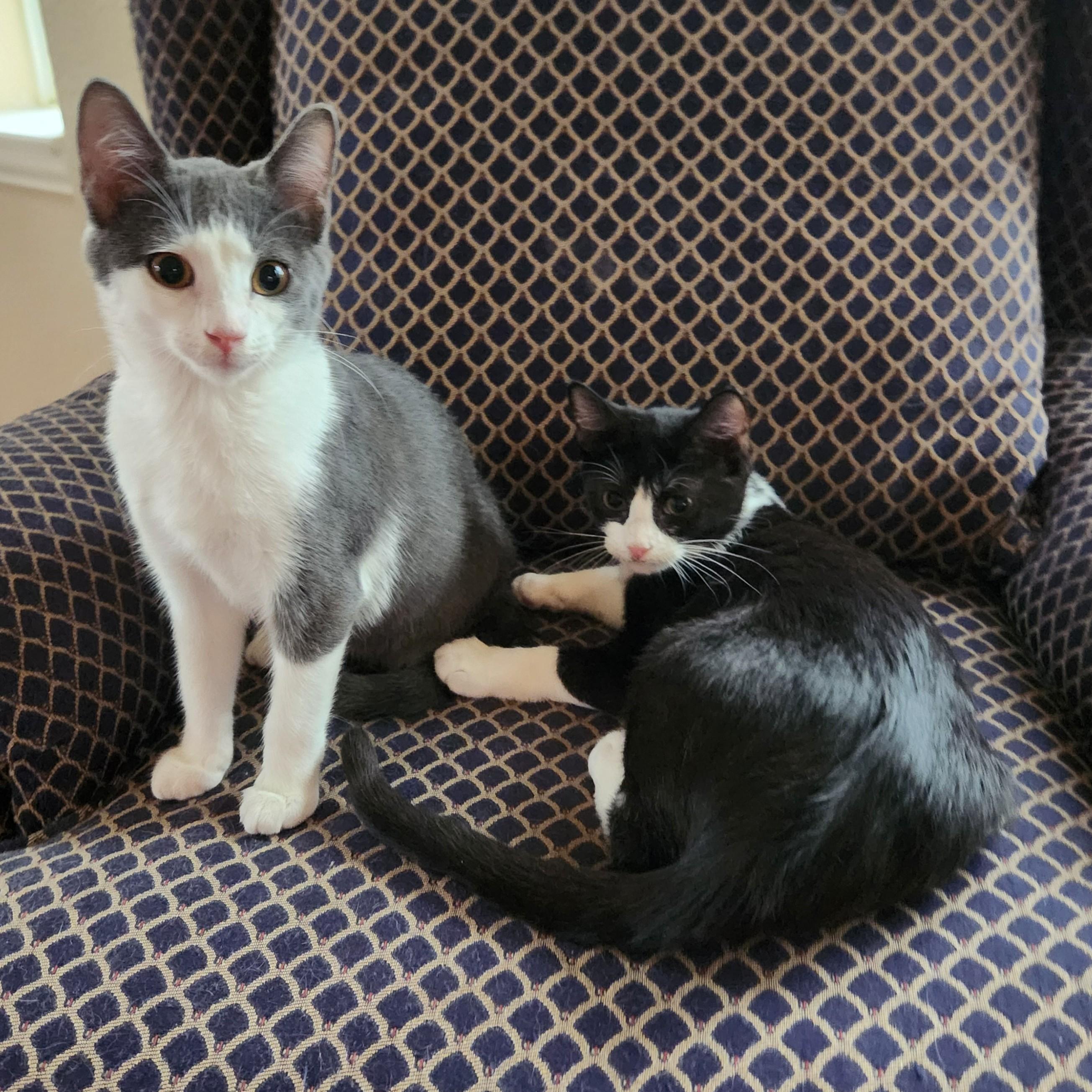 Enlarge Purrcilla, a Adoptable American Shorthair in Allen, TX image 6/6