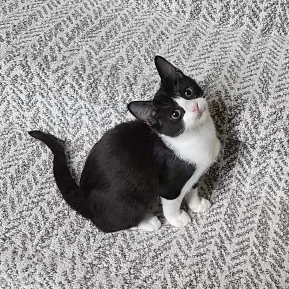 Enlarge Purrcilla, a Adoptable American Shorthair in Allen, TX image 2/6