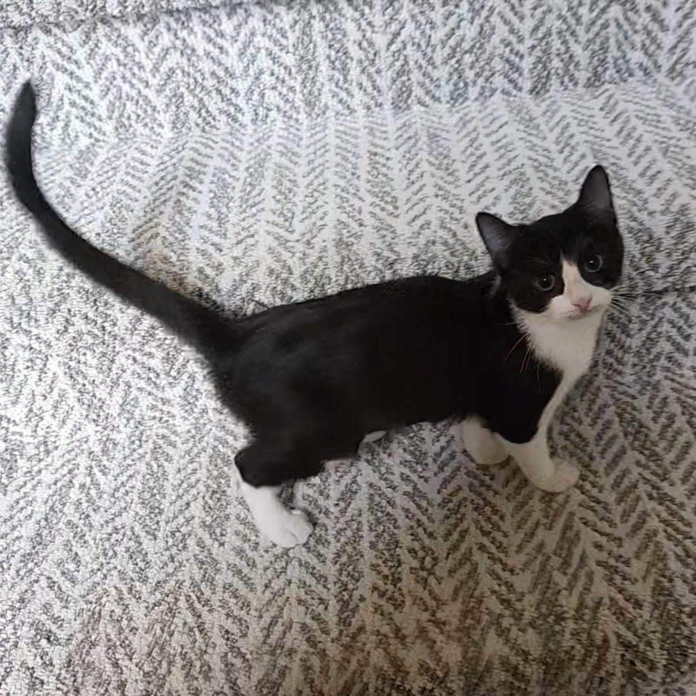 Enlarge Purrcilla, a Adoptable American Shorthair in Allen, TX image 3/6