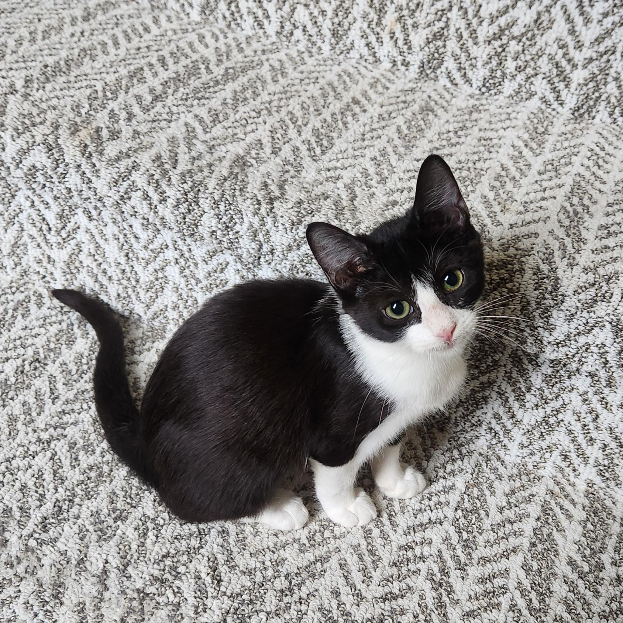 Enlarge Purrcilla, a Adoptable American Shorthair in Allen, TX image 5/6