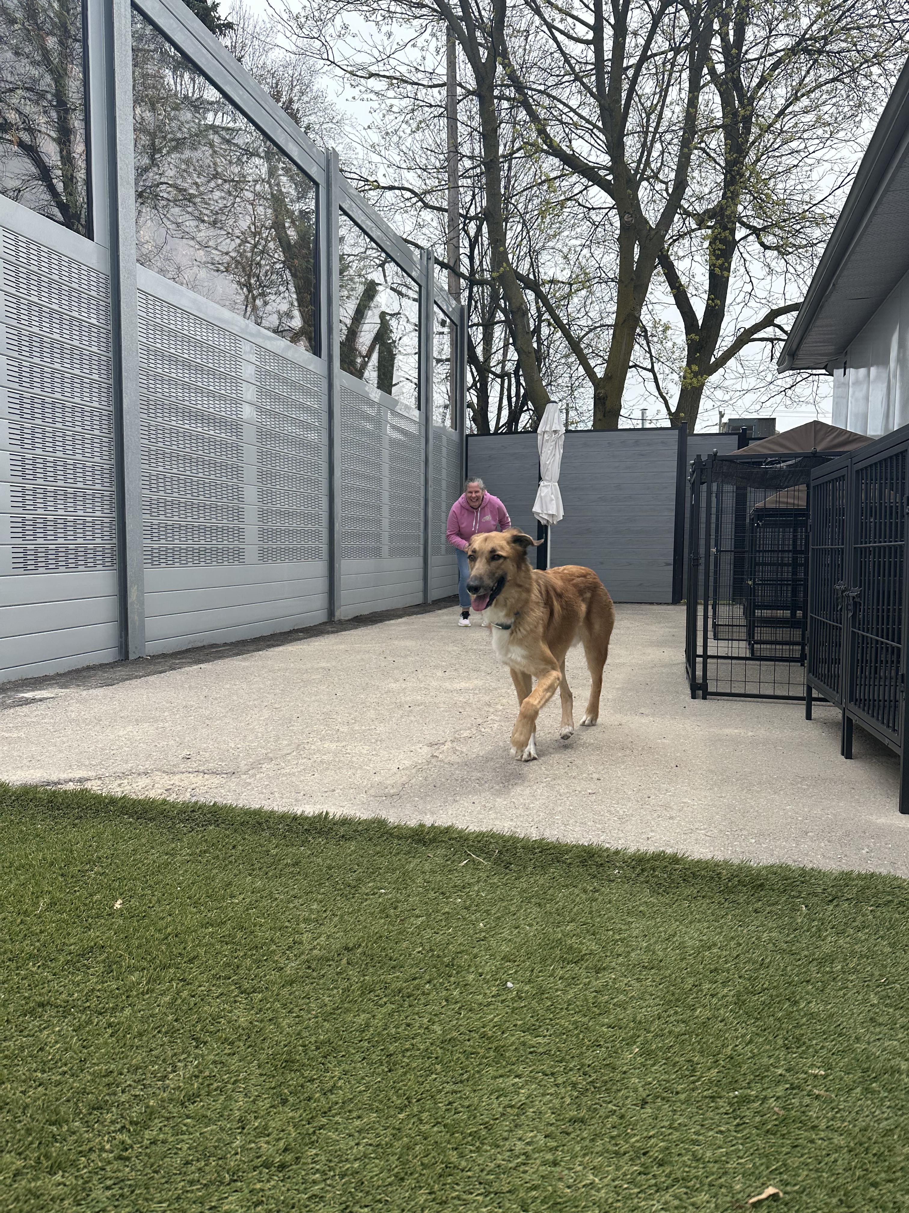 Enlarge King, a Adoptable mixed breed in Aurora, ON image 5/6