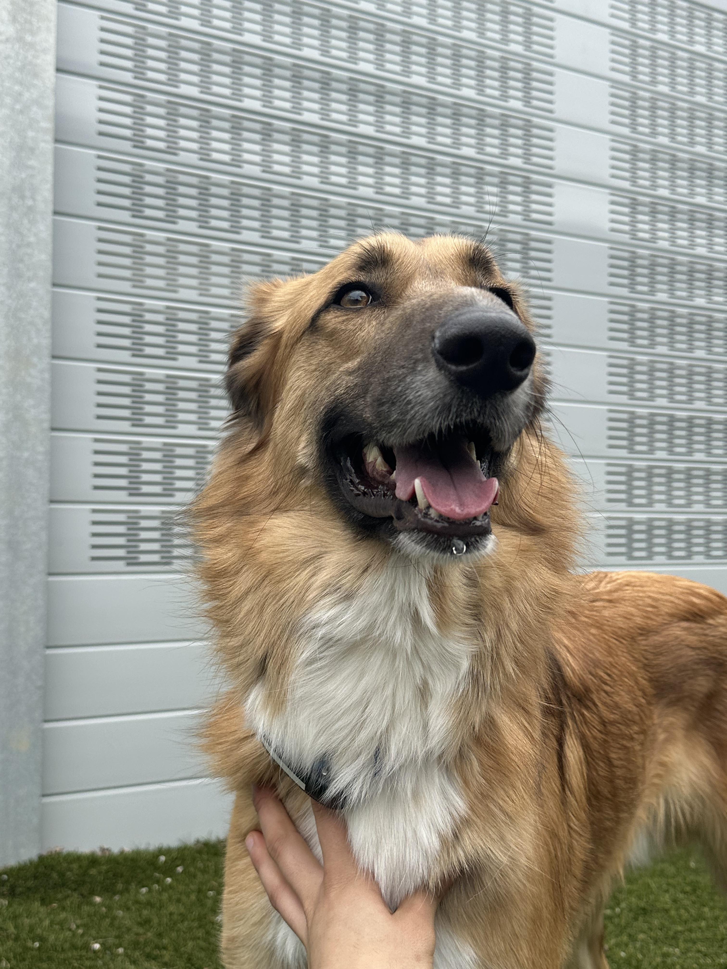 Enlarge King, a Adoptable mixed breed in Aurora, ON image 2/6