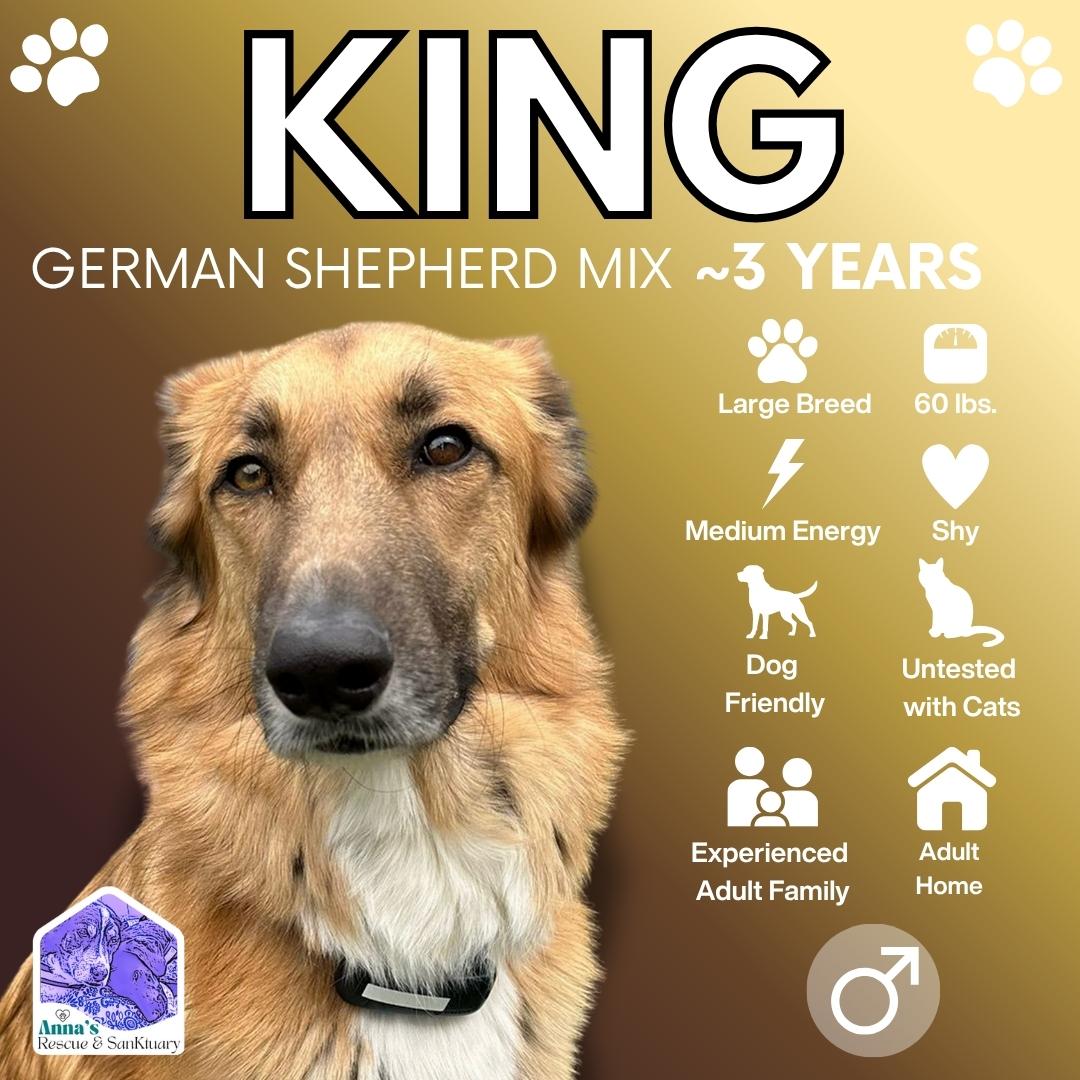 King, Adoptable, Adult Male German Shepherd Dog & Labrador Retriever.