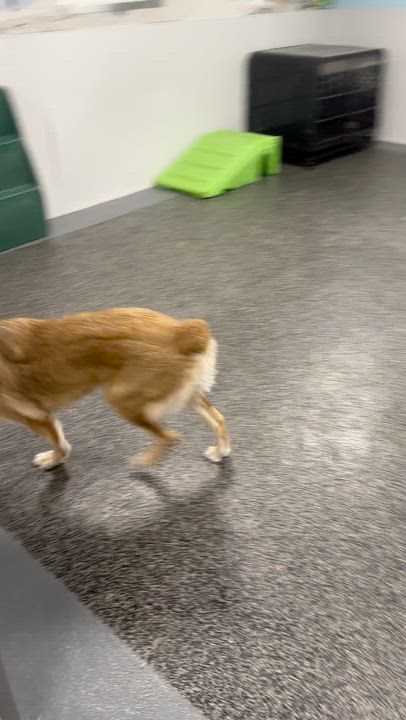 Enlarge King, a Adoptable mixed breed in Aurora, ON video 6/6
