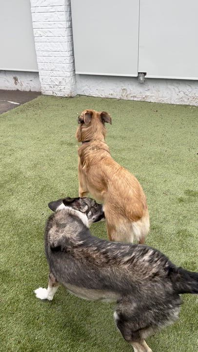 Enlarge King, a Adoptable mixed breed in Aurora, ON video 4/6