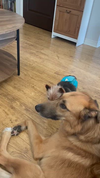 Enlarge King, a Adoptable mixed breed in Aurora, ON video 3/6
