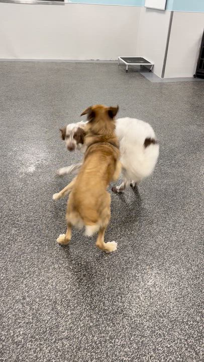 Enlarge King, a Adoptable mixed breed in Aurora, ON video 6/6