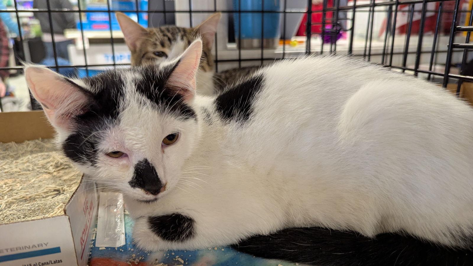 Milky 0827, Adoptable, Young Male Domestic Short Hair.