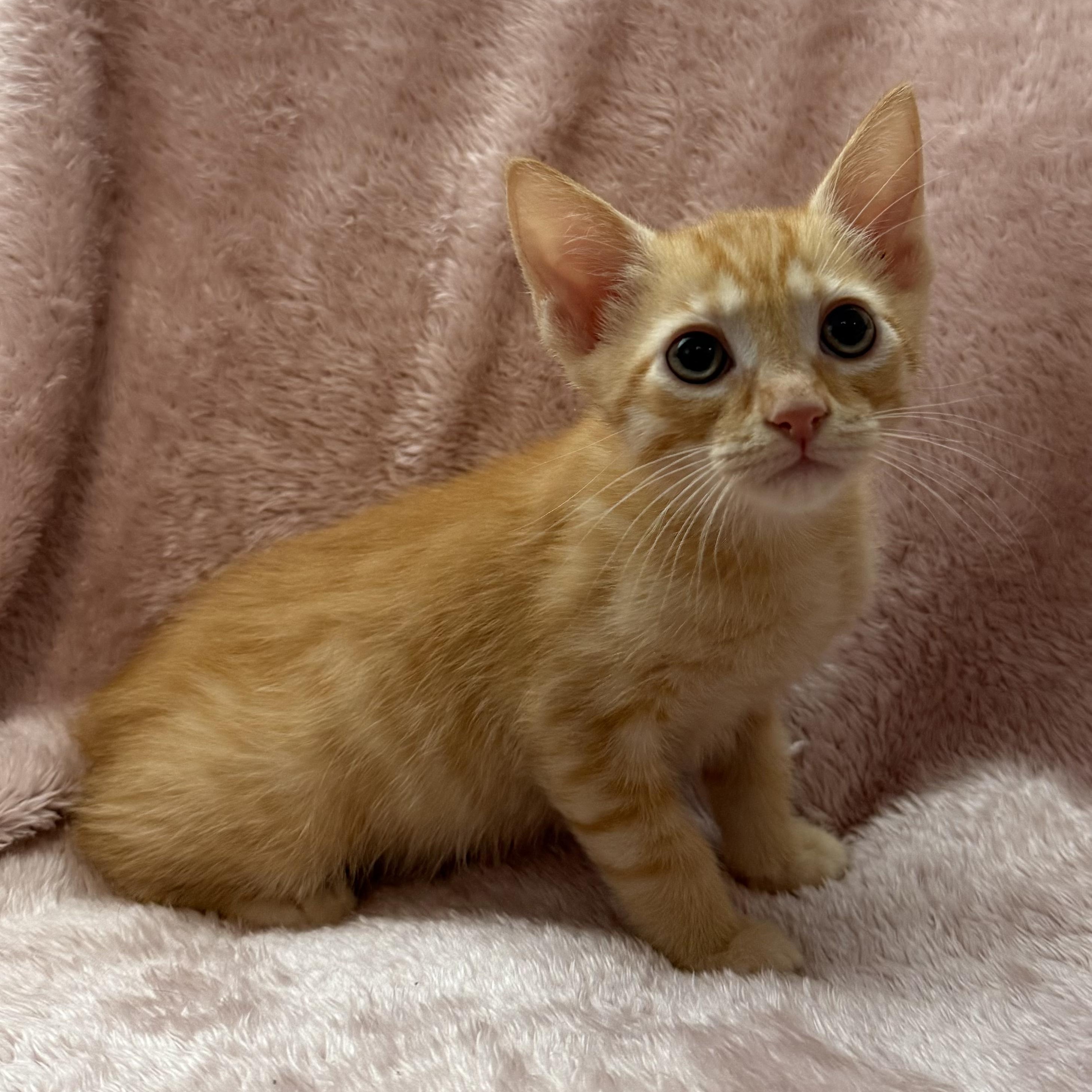 Tenor -Preadoption ONLY, Adoptable, Kitten Male Domestic Short Hair.