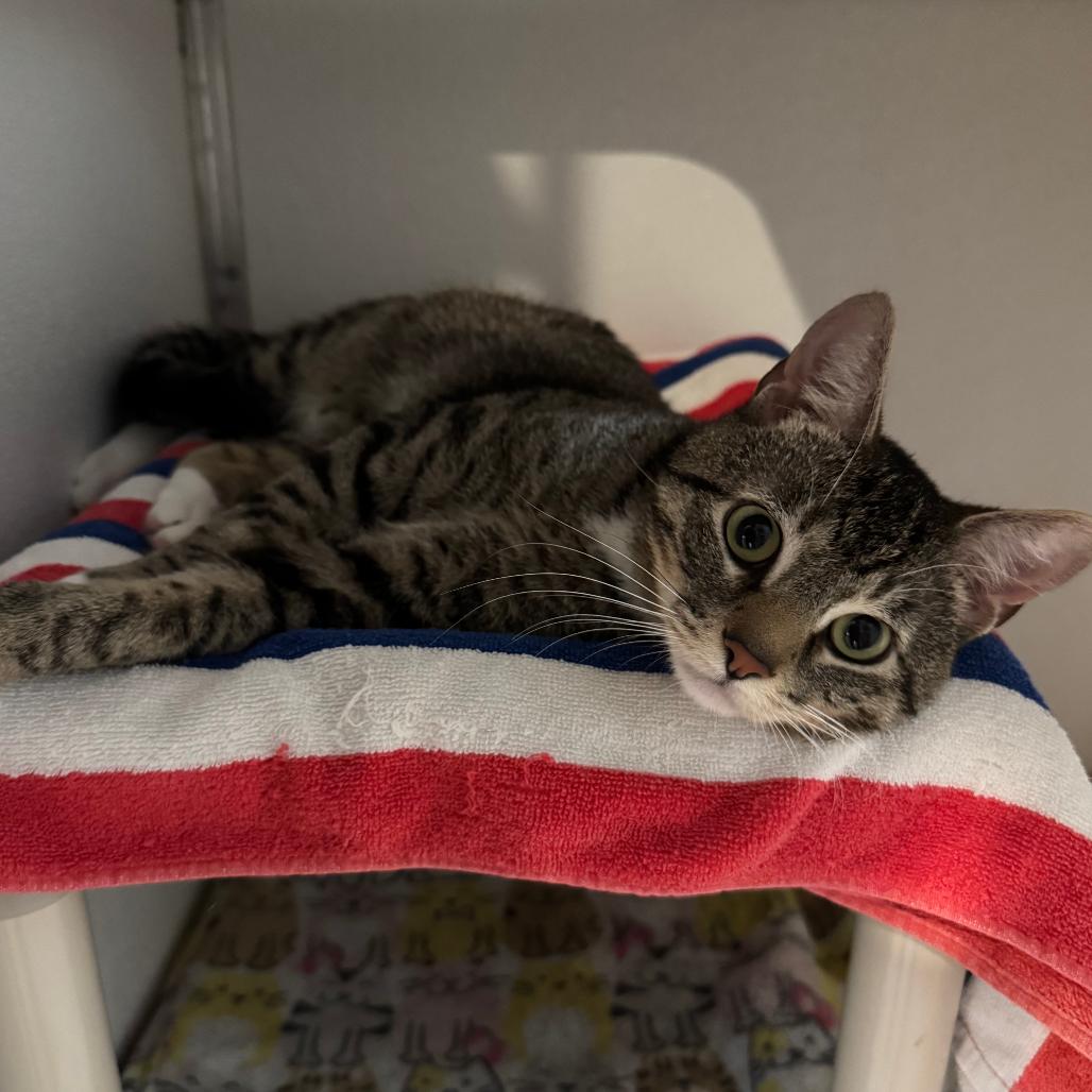 Enlarge Mitsuri, a Adoptable Domestic Short Hair in Saint Charles, MO image 1/4