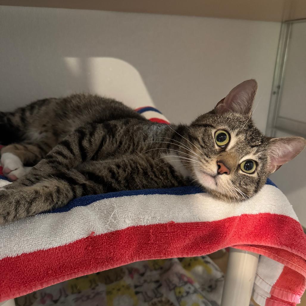 Enlarge Mitsuri, a Adoptable Domestic Short Hair in Saint Charles, MO image 2/4